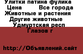 Улитки патина фулика › Цена ­ 10 - Все города Животные и растения » Другие животные   . Удмуртская респ.,Глазов г.